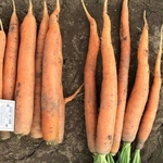 Продам морковь на переработку - 600 тонн на экспорт