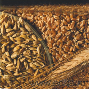 Компания реализует зерно по выгодной цене 