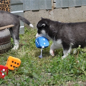 Сибирский хаски щенки Красивая мальчики и девочки