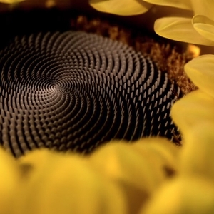 SolPro - промышленные жиры и маргарины