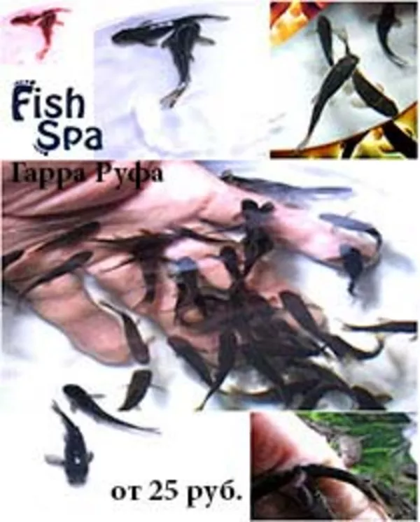 Оптовые поставки аквариумных рыбок , креветок и улиток 4
