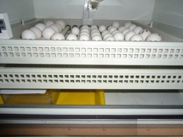 овоскопии яйца,  гарантируется плодородной.