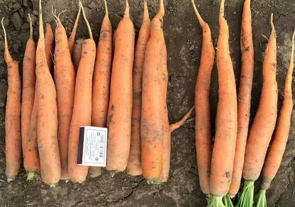 Продам морковь на переработку - 600 тонн на экспорт