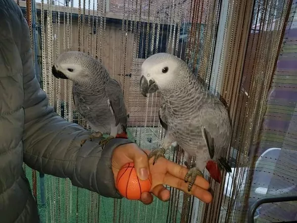 африканские серые попугаи для продажи 2